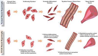 Going Up Inflame: Reviewing the Underexplored Role of Inflammatory Programming in Stress-Induced Intrauterine Growth Restricted Livestock